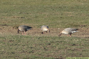 Spetsbergsgås, Anser brachyrhynchusSpetsbergsgås, Anser brachyrhynchus